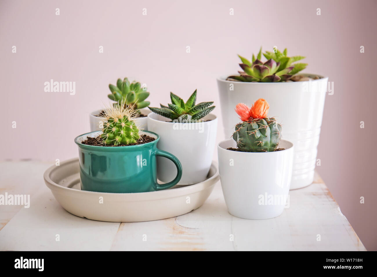 Succulents in pots on table Stock Photo