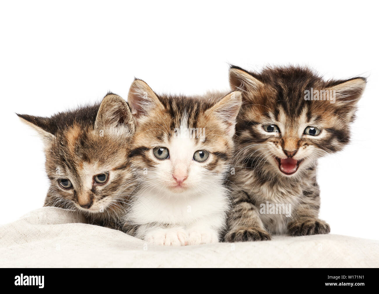 Cute funny kittens on white background Stock Photo - Alamy