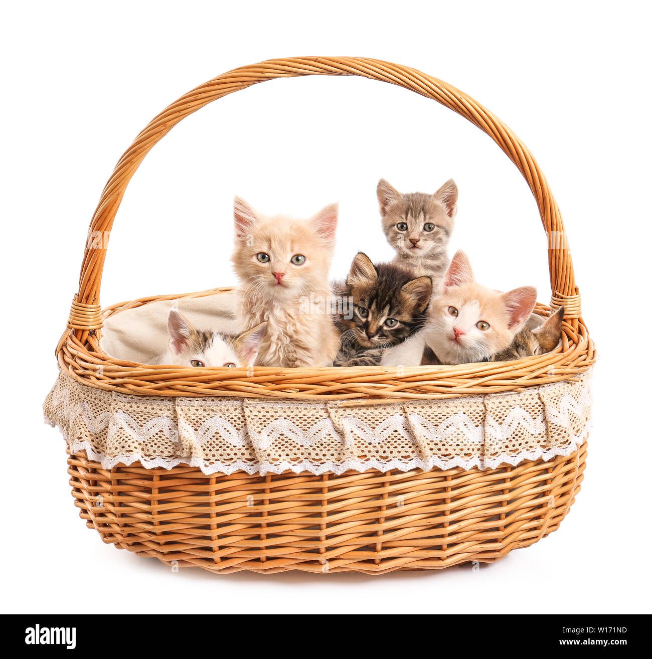 Cute funny kittens in basket on white background Stock Photo Alamy