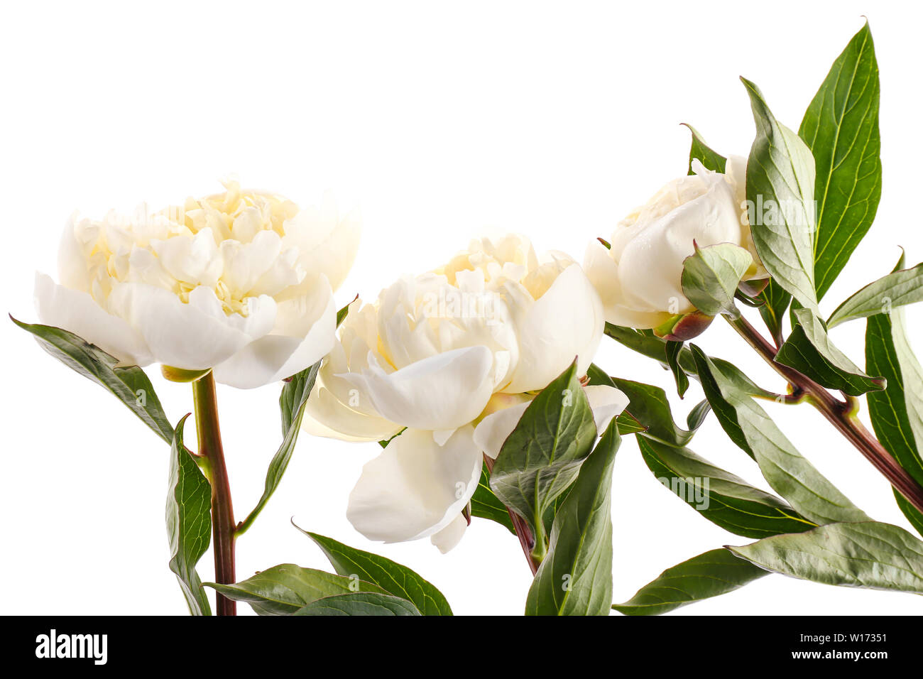 Beautiful peony flowers on white background Stock Photo - Alamy