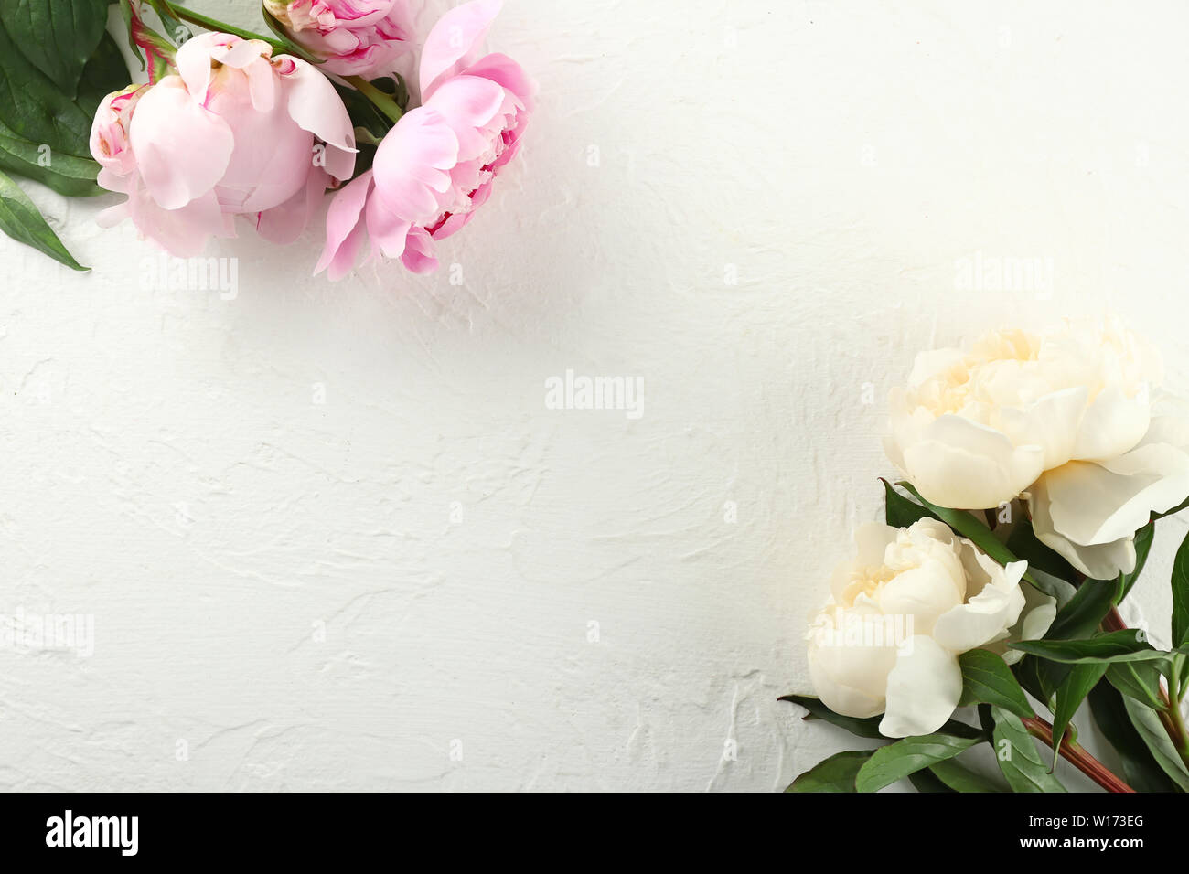 Beautiful peony flowers on white background Stock Photo - Alamy