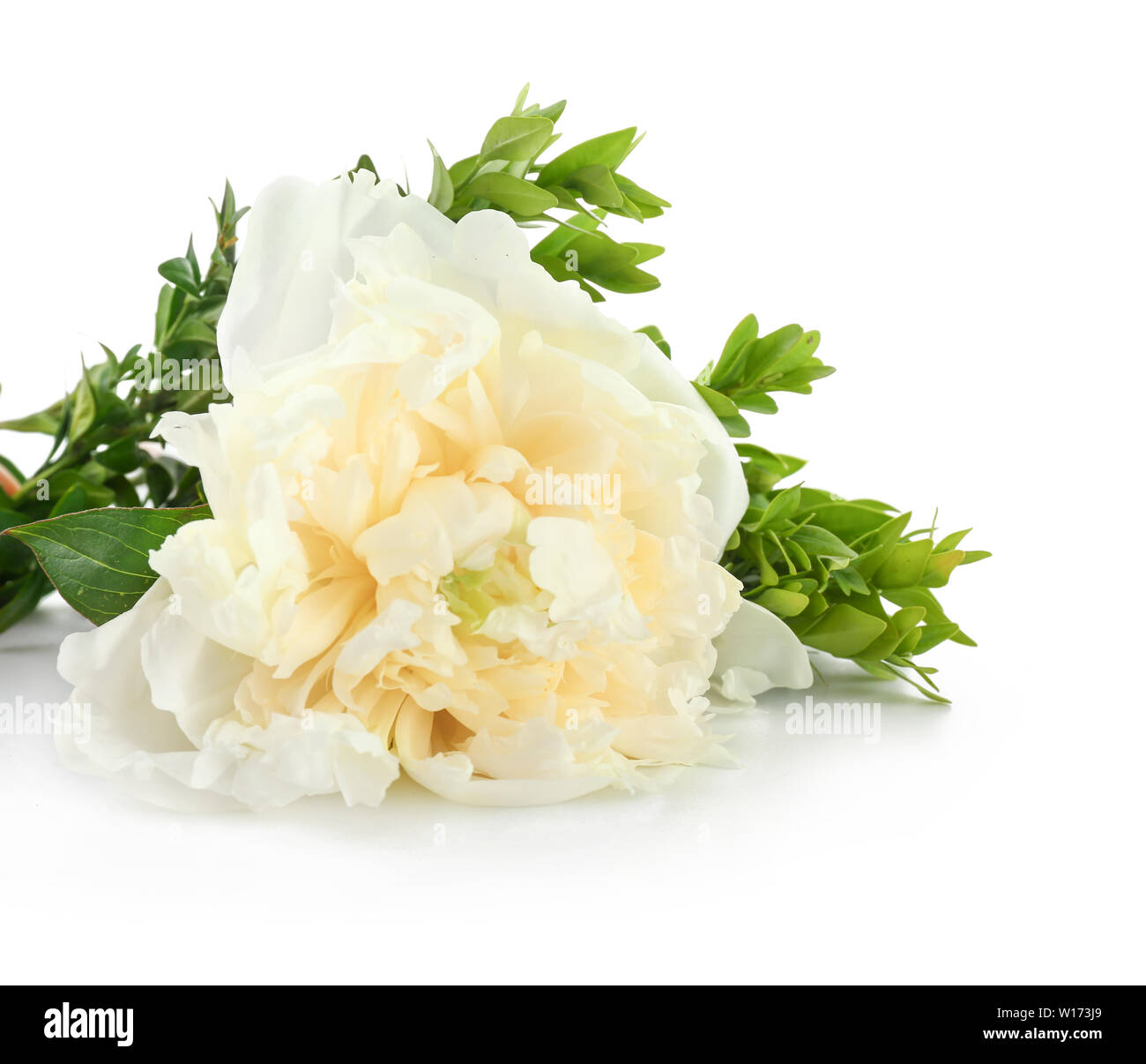 Beautiful fresh peony flower on white background Stock Photo - Alamy