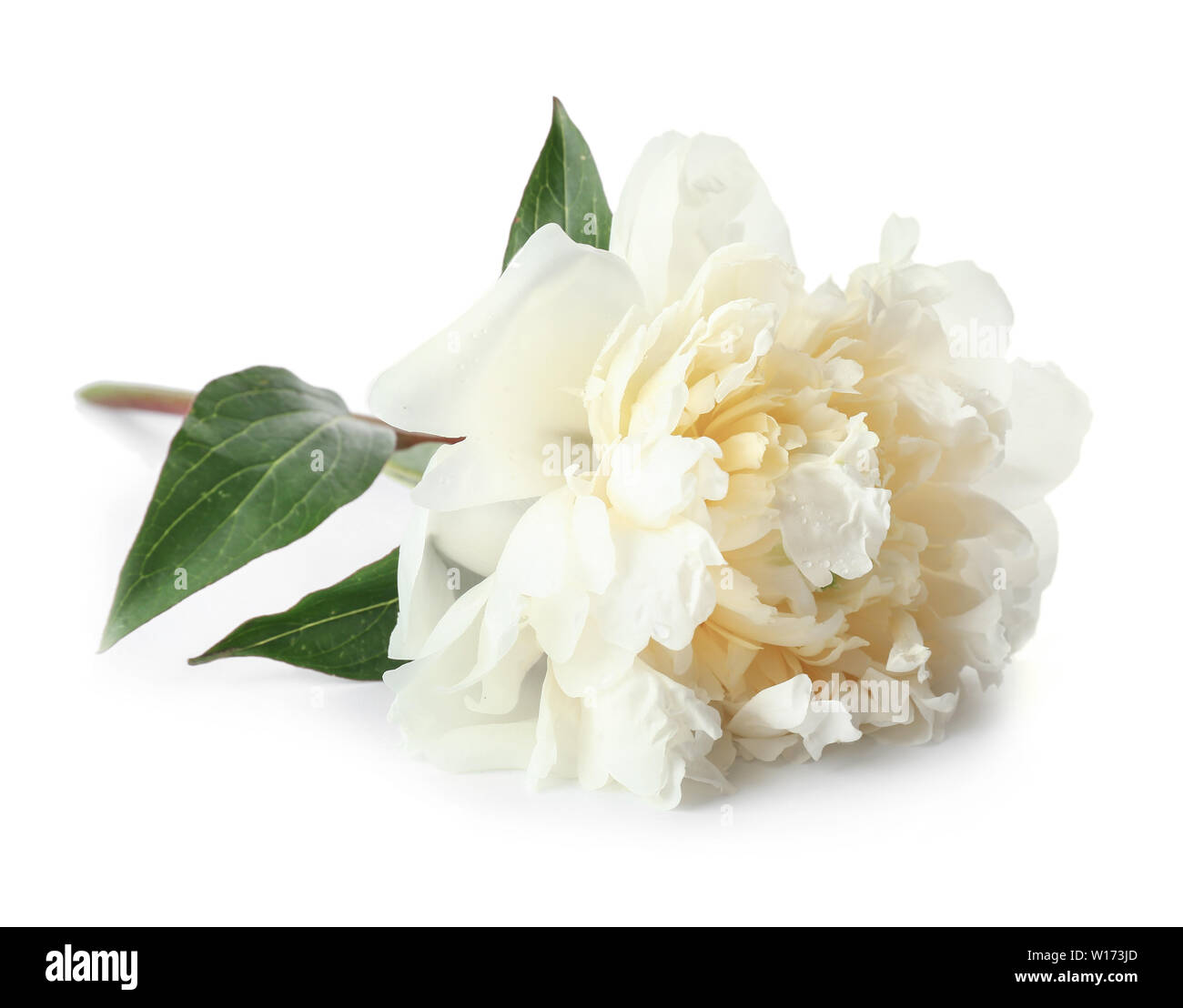 Beautiful fresh peony flower on white background Stock Photo - Alamy