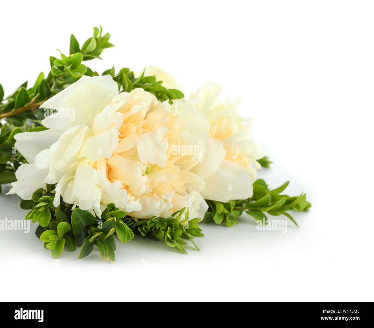 Beautiful fresh peony flowers on white background Stock Photo - Alamy