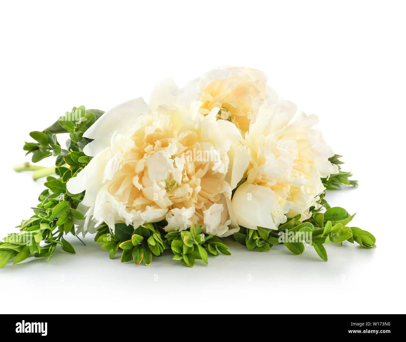 Beautiful fresh peony flowers on white background Stock Photo - Alamy