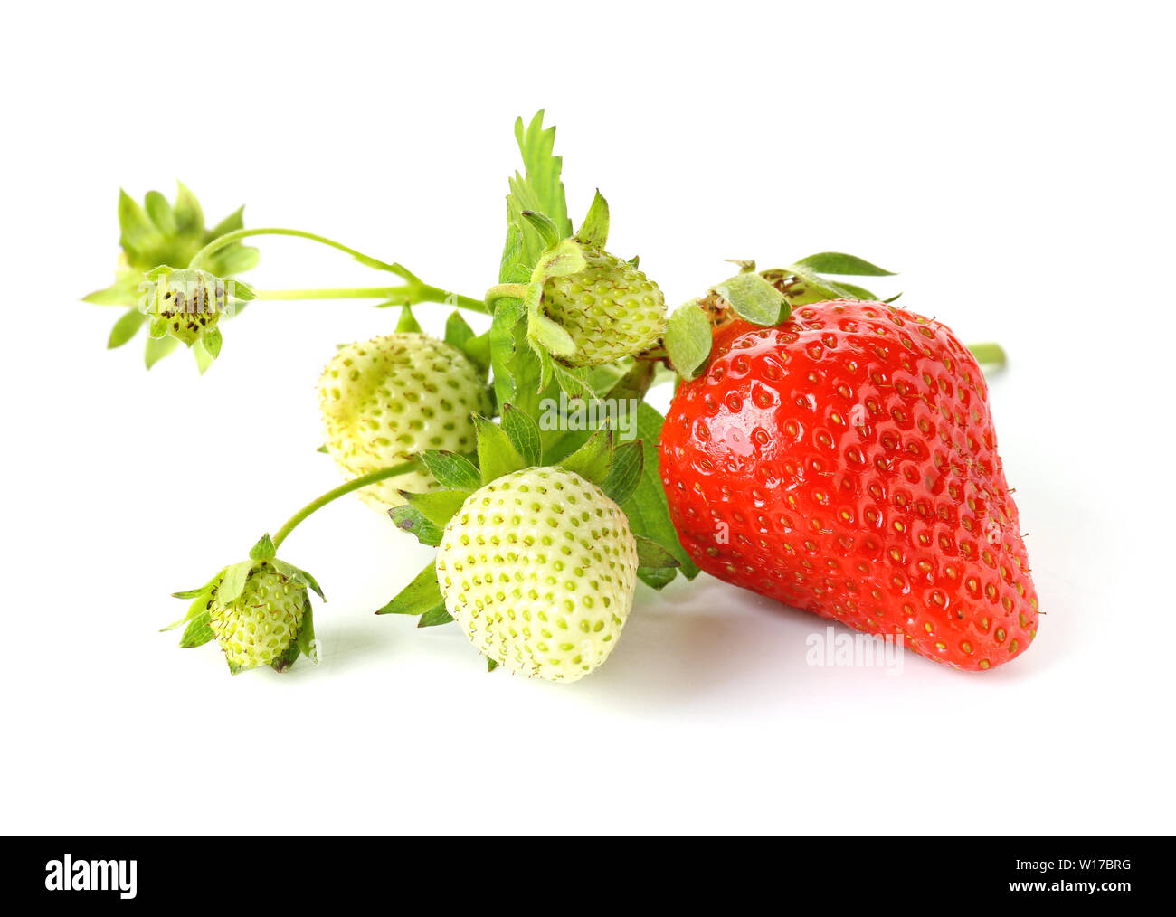 Ripe red strawberry on white background Stock Photo - Alamy