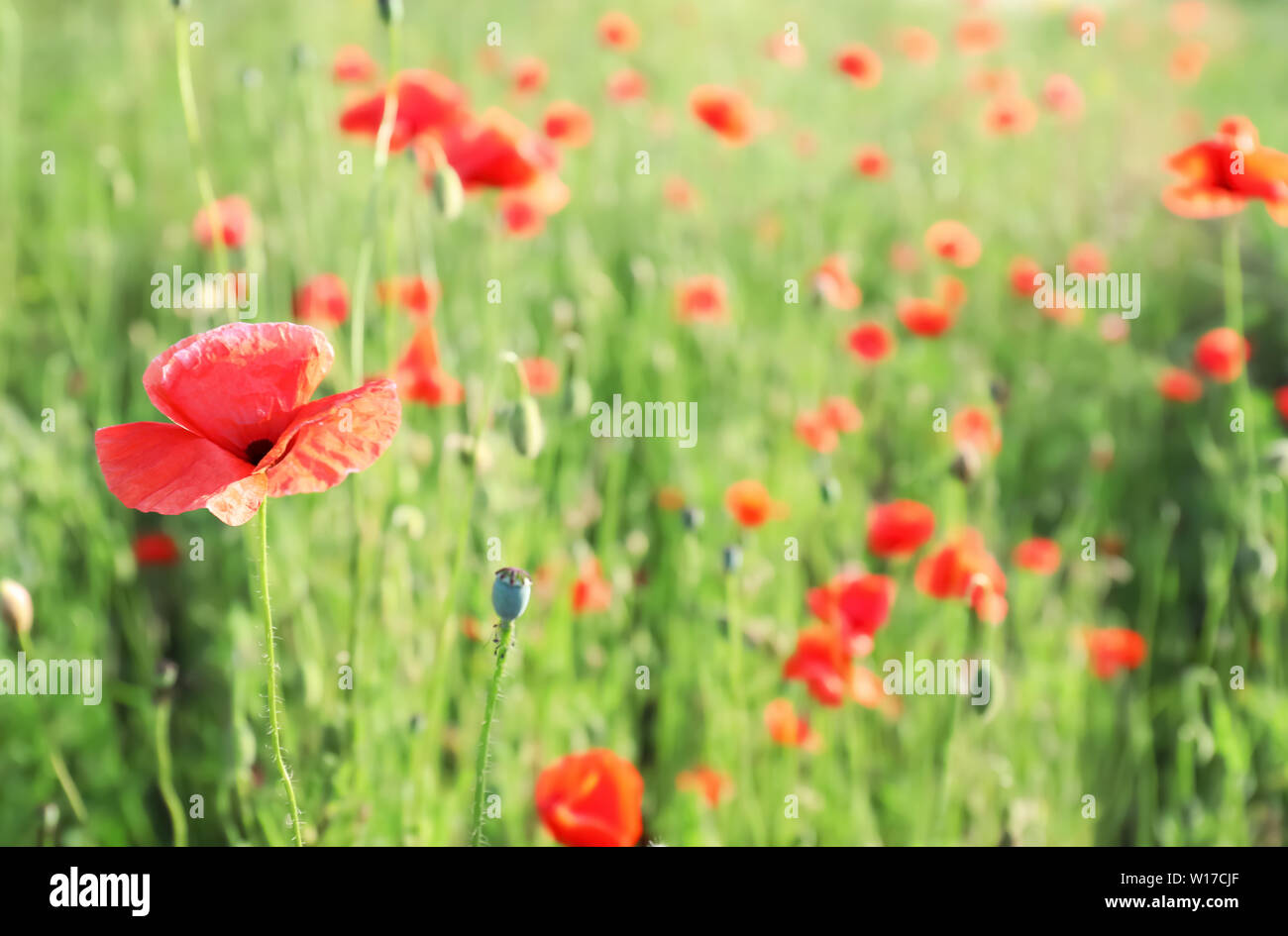 Beautiful red poppy flowers in green field Stock Photo - Alamy