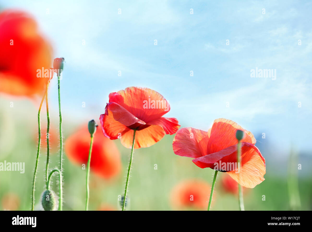 Beautiful red poppy flowers in green field Stock Photo - Alamy