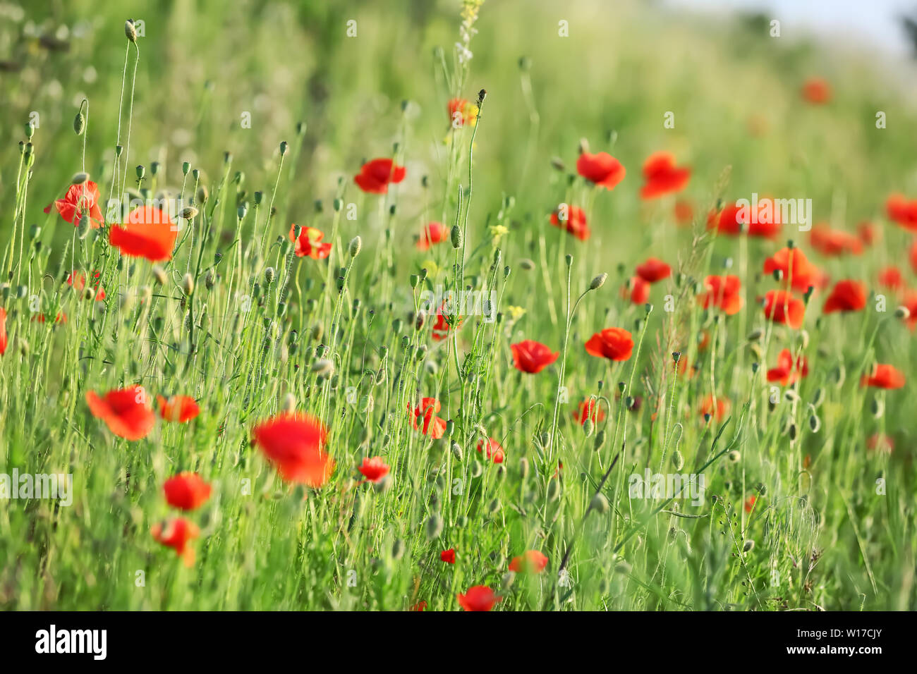 Beautiful red poppy flowers in green field Stock Photo - Alamy