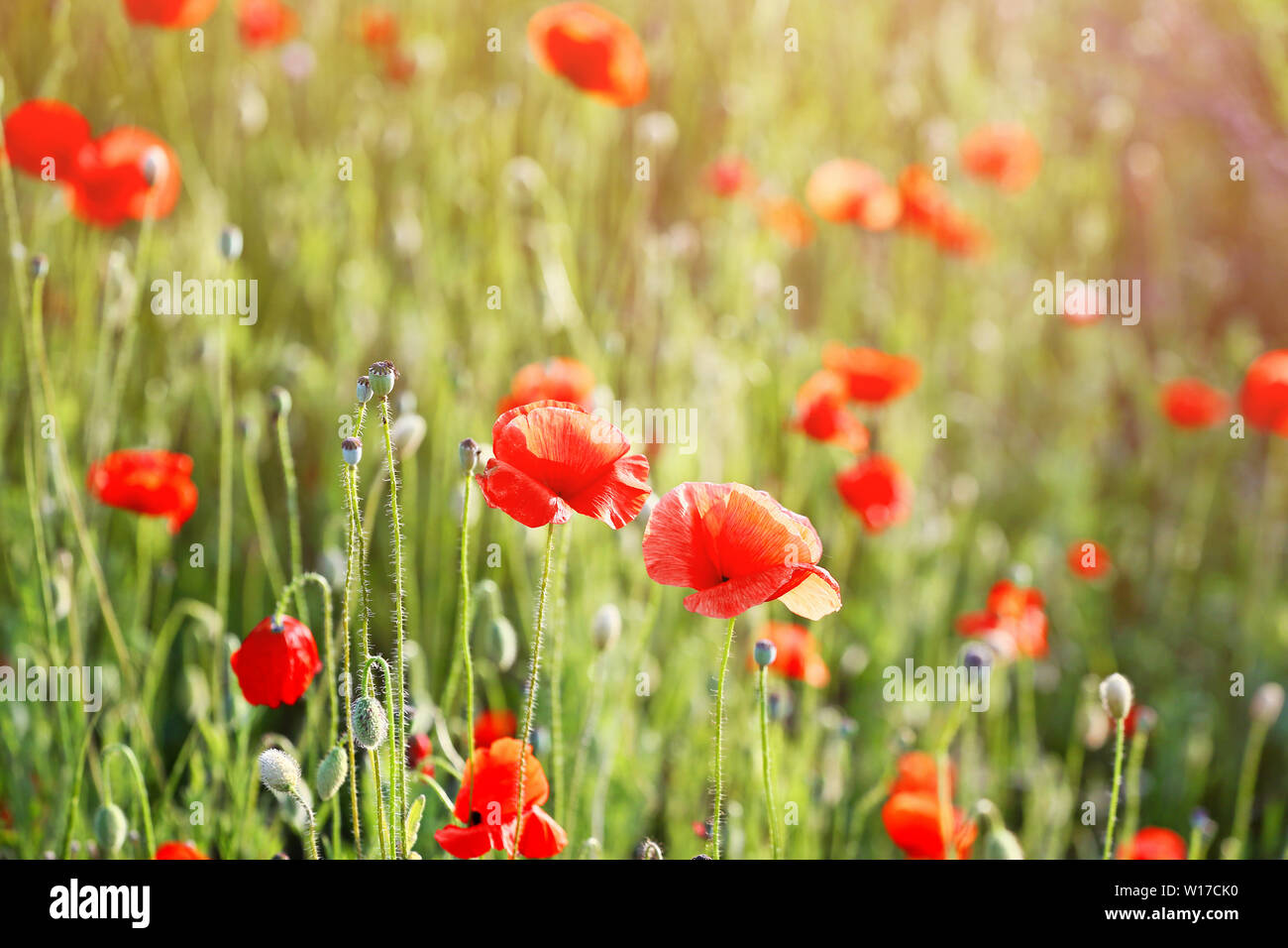 Beautiful red poppy flowers in green field Stock Photo - Alamy