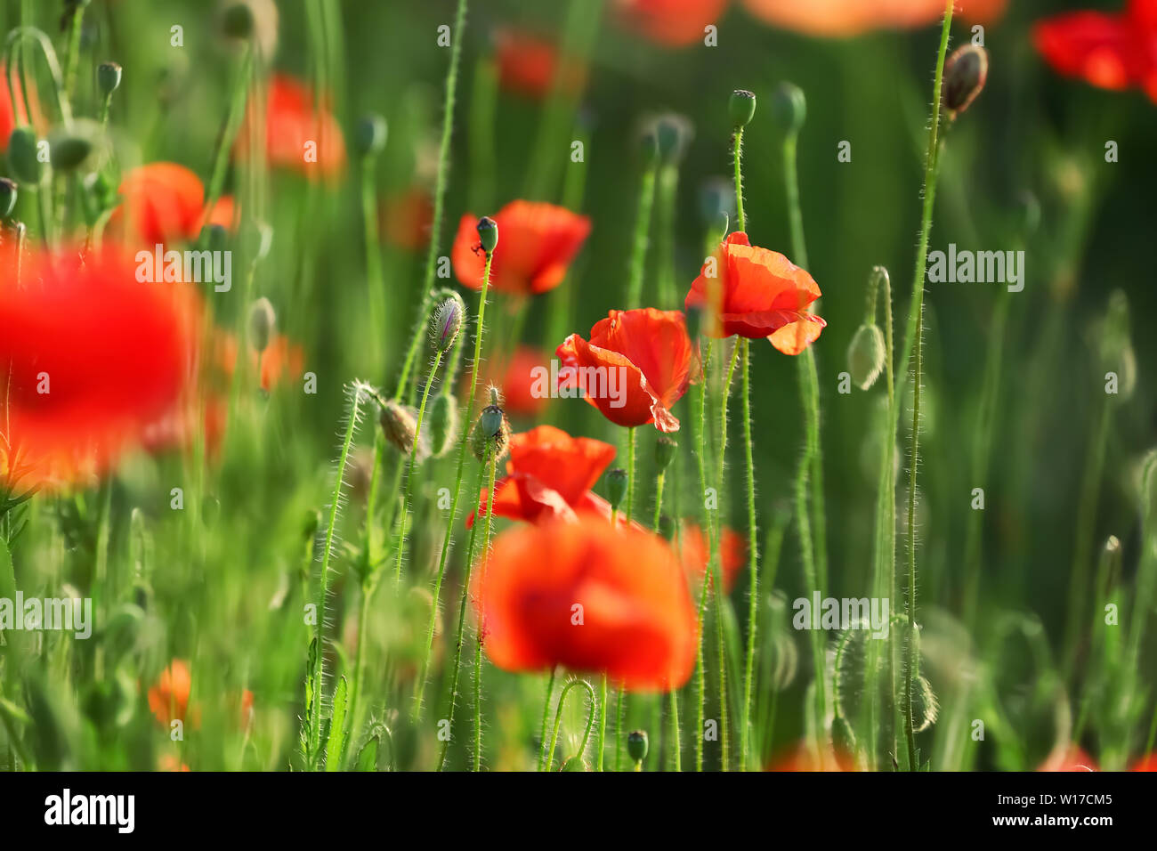 Beautiful red poppy flowers in green field Stock Photo - Alamy