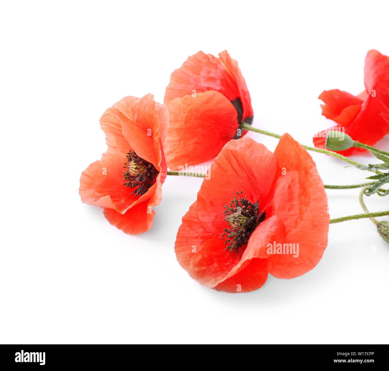 Beautiful red poppy flowers on white background Stock Photo - Alamy