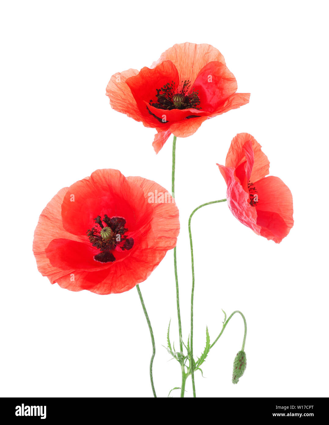 Beautiful red poppy flowers on white background Stock Photo - Alamy