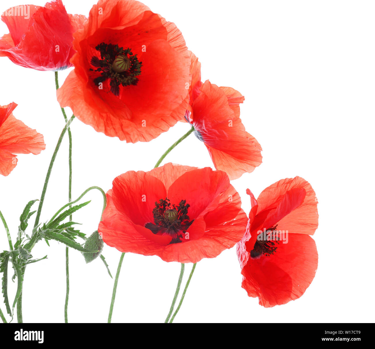 Beautiful red poppy flowers on white background Stock Photo - Alamy