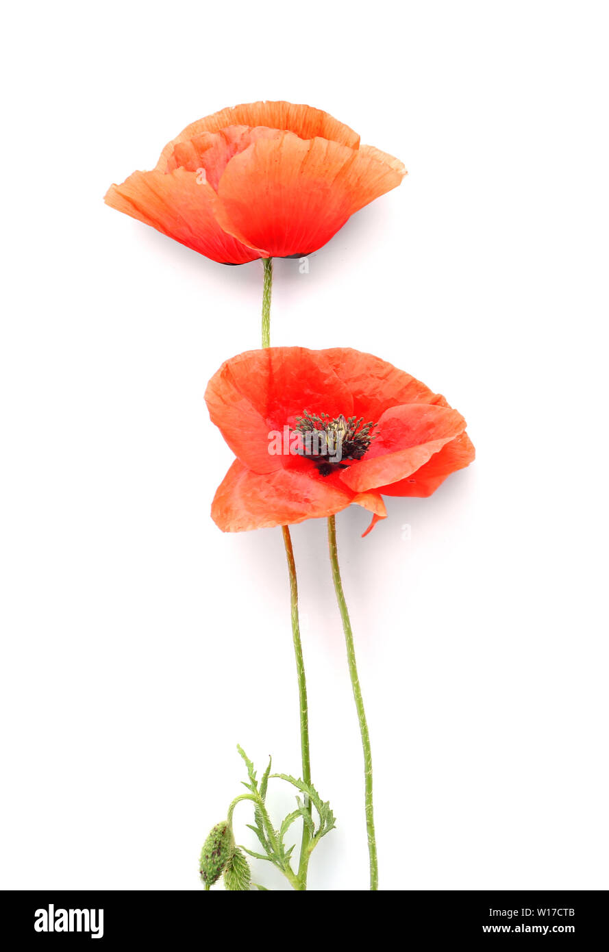 Beautiful red poppy flowers on white background Stock Photo - Alamy