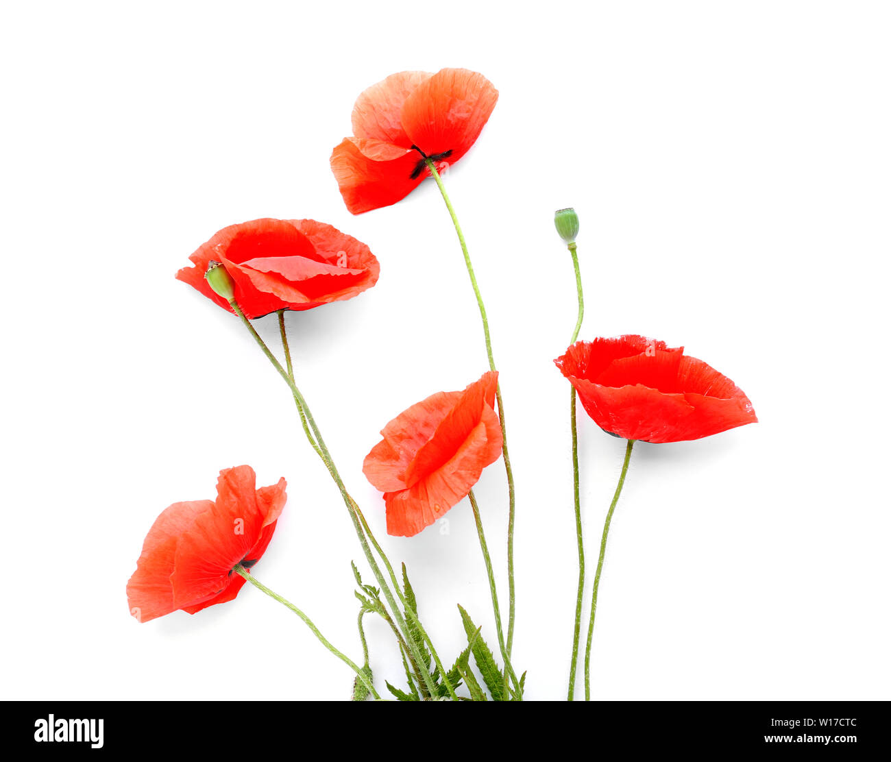 Beautiful red poppy flowers on white background Stock Photo - Alamy