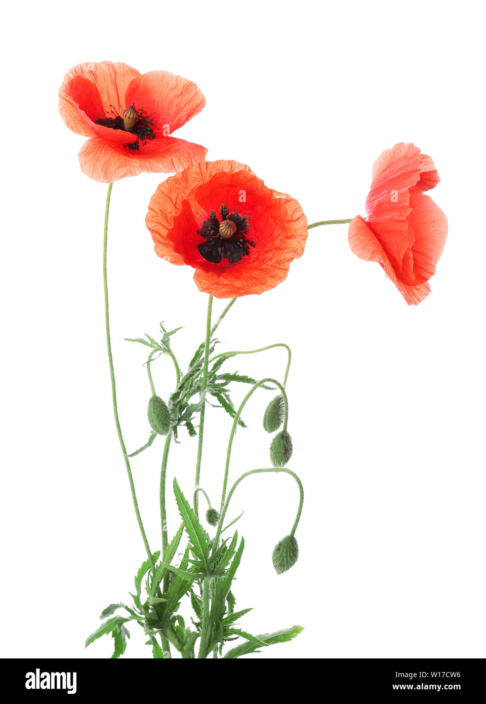 Beautiful red poppy flowers on white background Stock Photo - Alamy