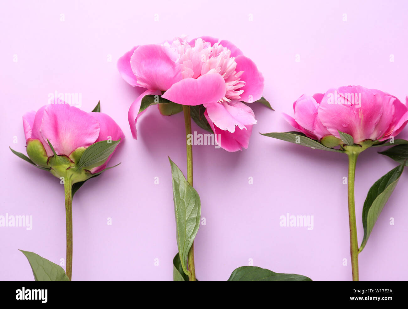 Beautiful peony flowers on color background Stock Photo - Alamy