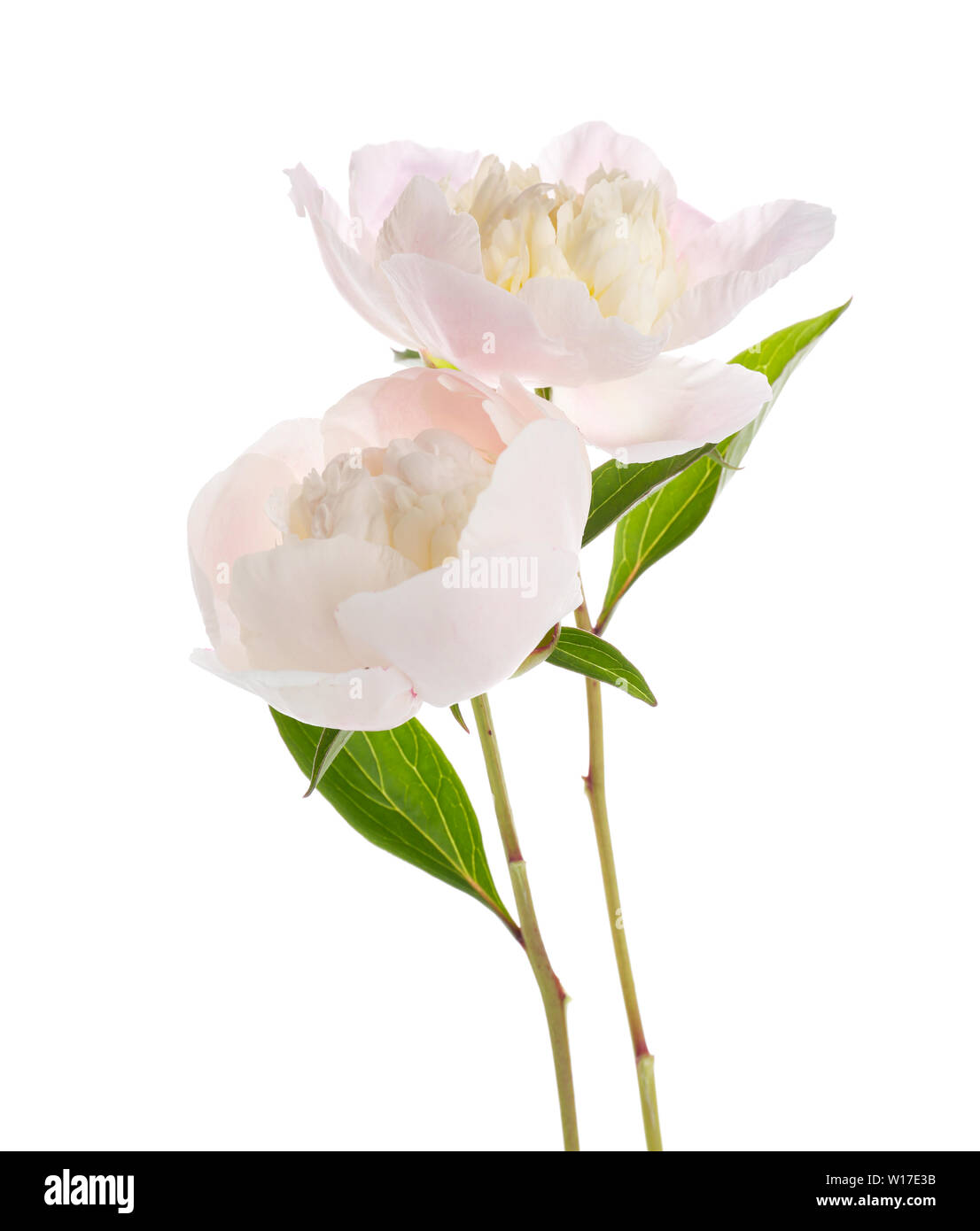 Beautiful peony flowers on white background Stock Photo - Alamy