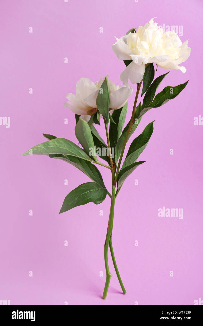 Beautiful peony flowers on color background Stock Photo - Alamy