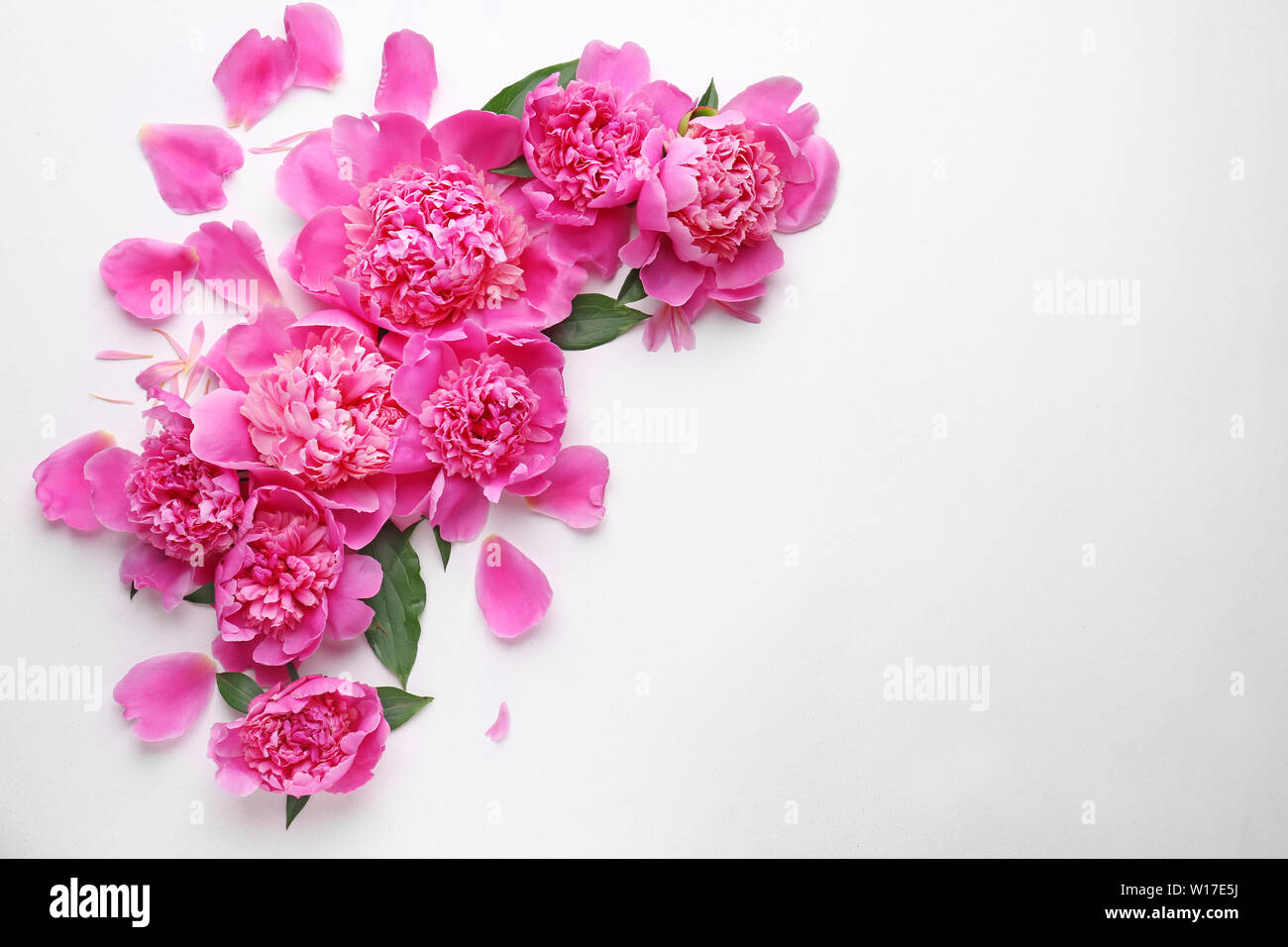 Beautiful peony flowers on white background Stock Photo - Alamy
