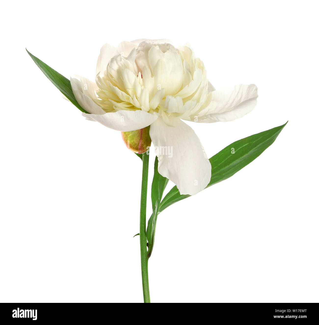 Beautiful fresh peony flower on white background Stock Photo - Alamy