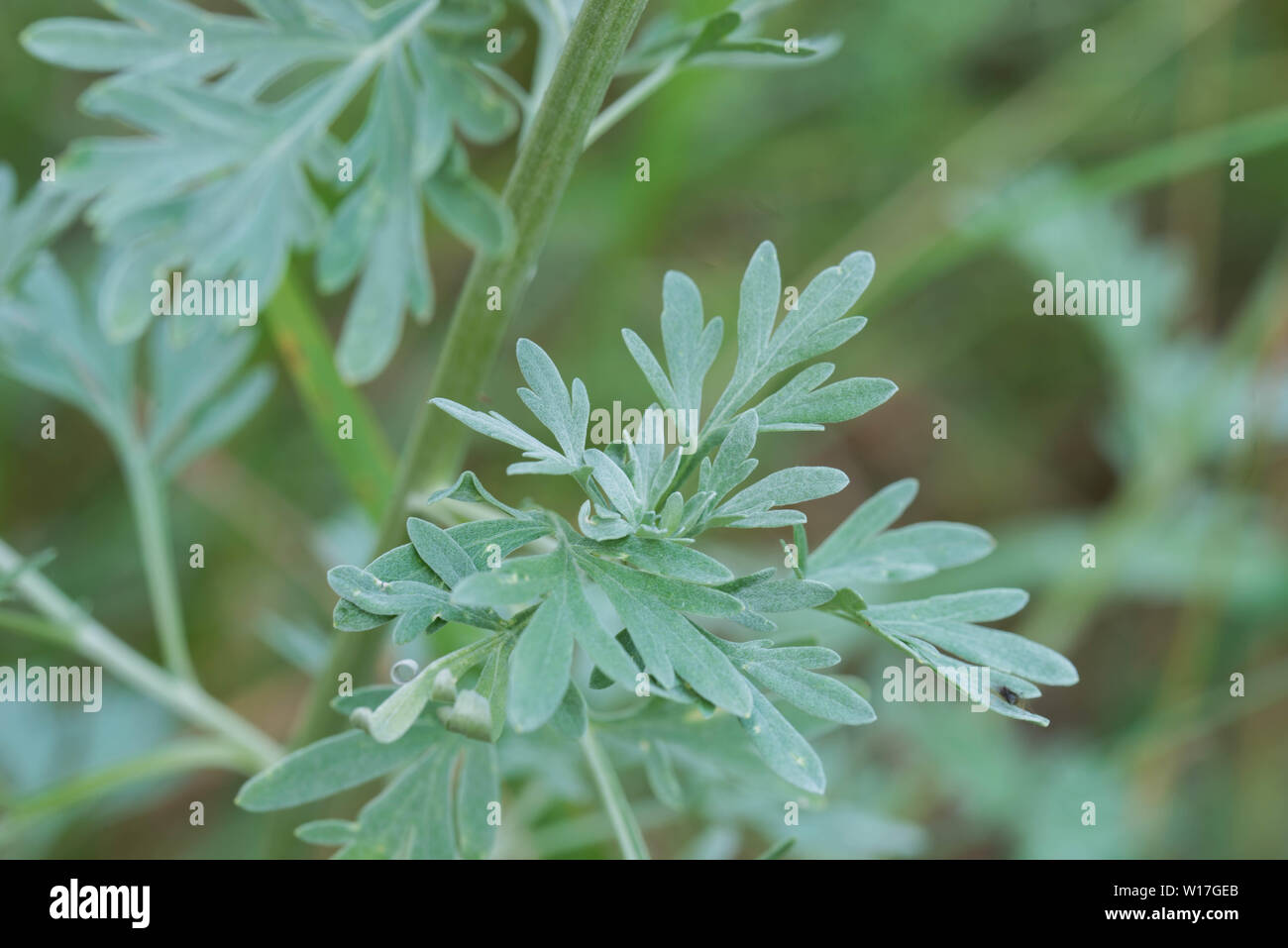 absinthe wormwood, Aatemisia absinthium green leaves macro Stock Photo