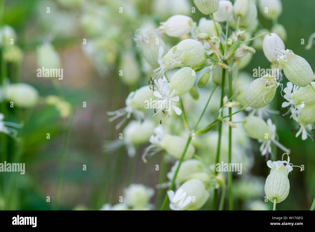 Silene vulgaris, bladder campion,  maidenstears flowers macro Stock Photo