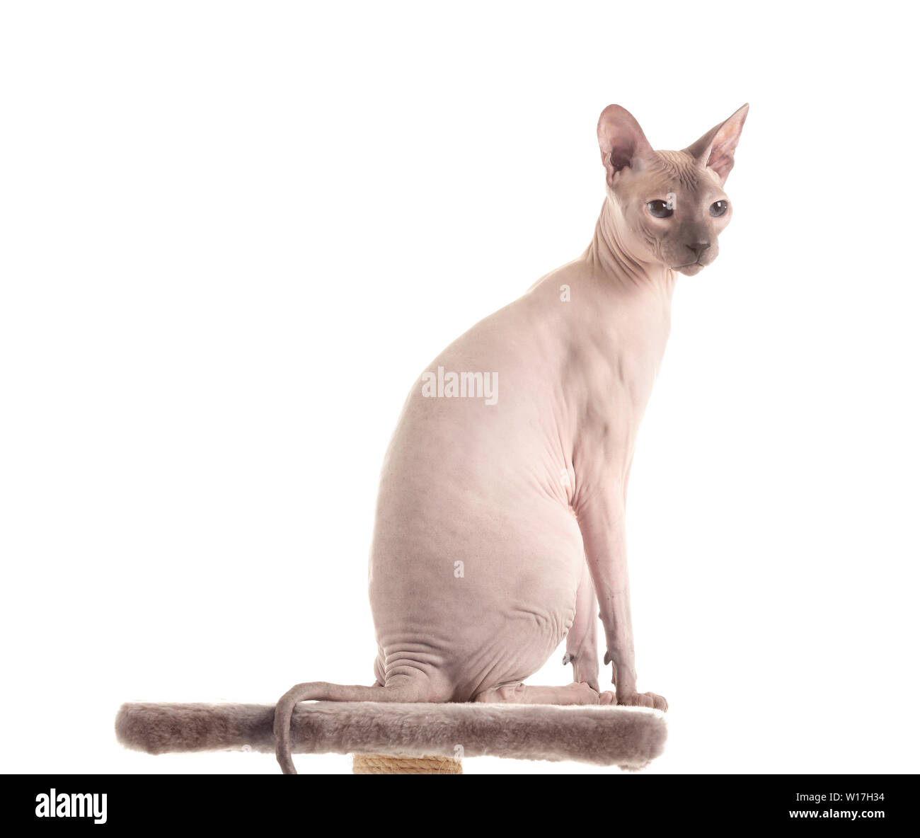 sphynx cat wheel