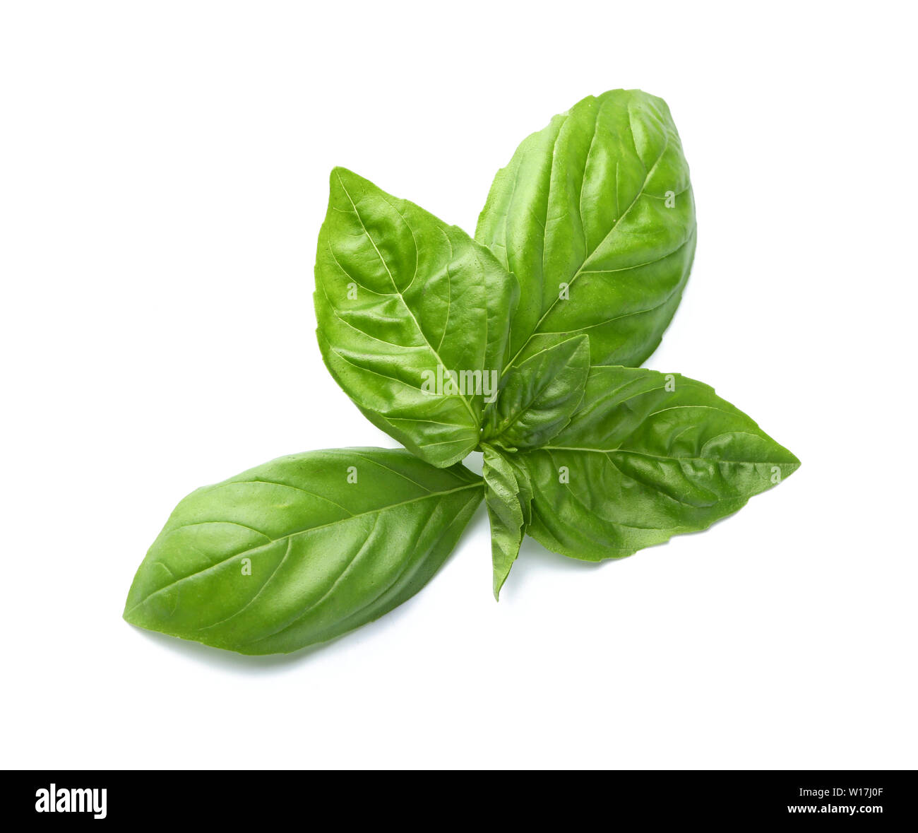 Fresh basil leaves on white background Stock Photo
