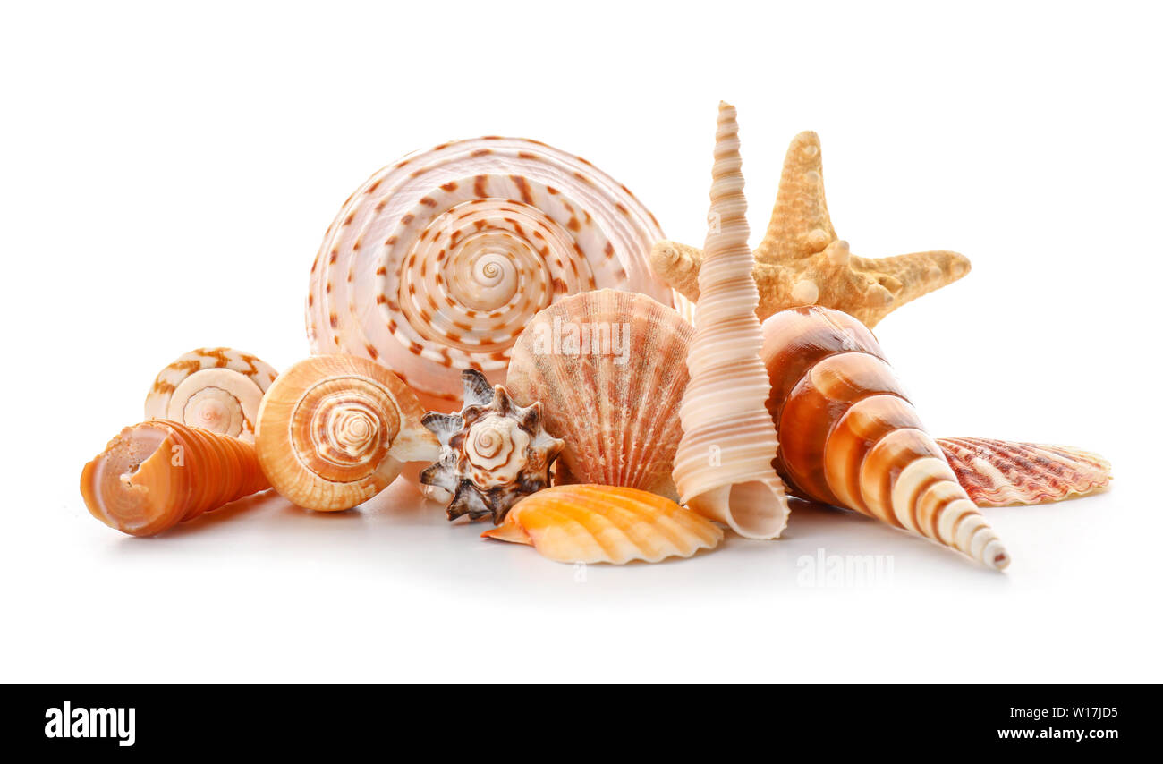 Beautiful sea shells on white background Stock Photo - Alamy