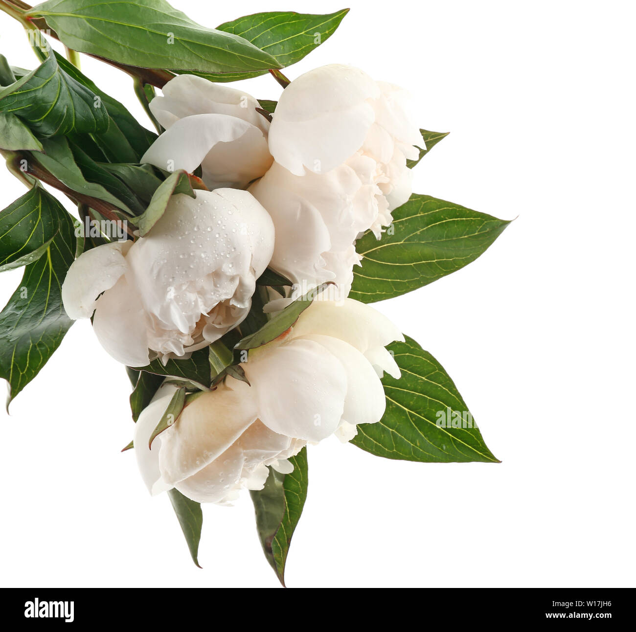 Beautiful peony flowers on white background Stock Photo - Alamy