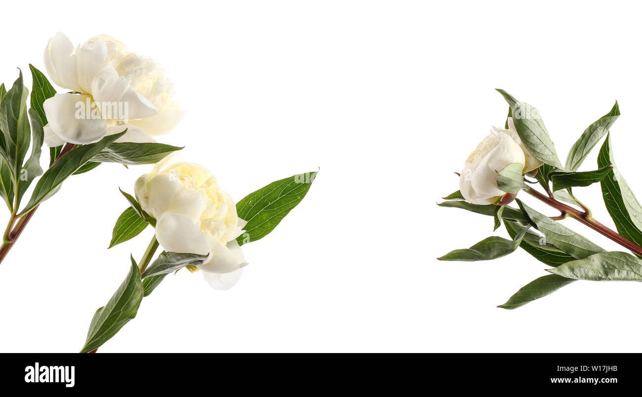 Beautiful peony flowers on white background Stock Photo - Alamy