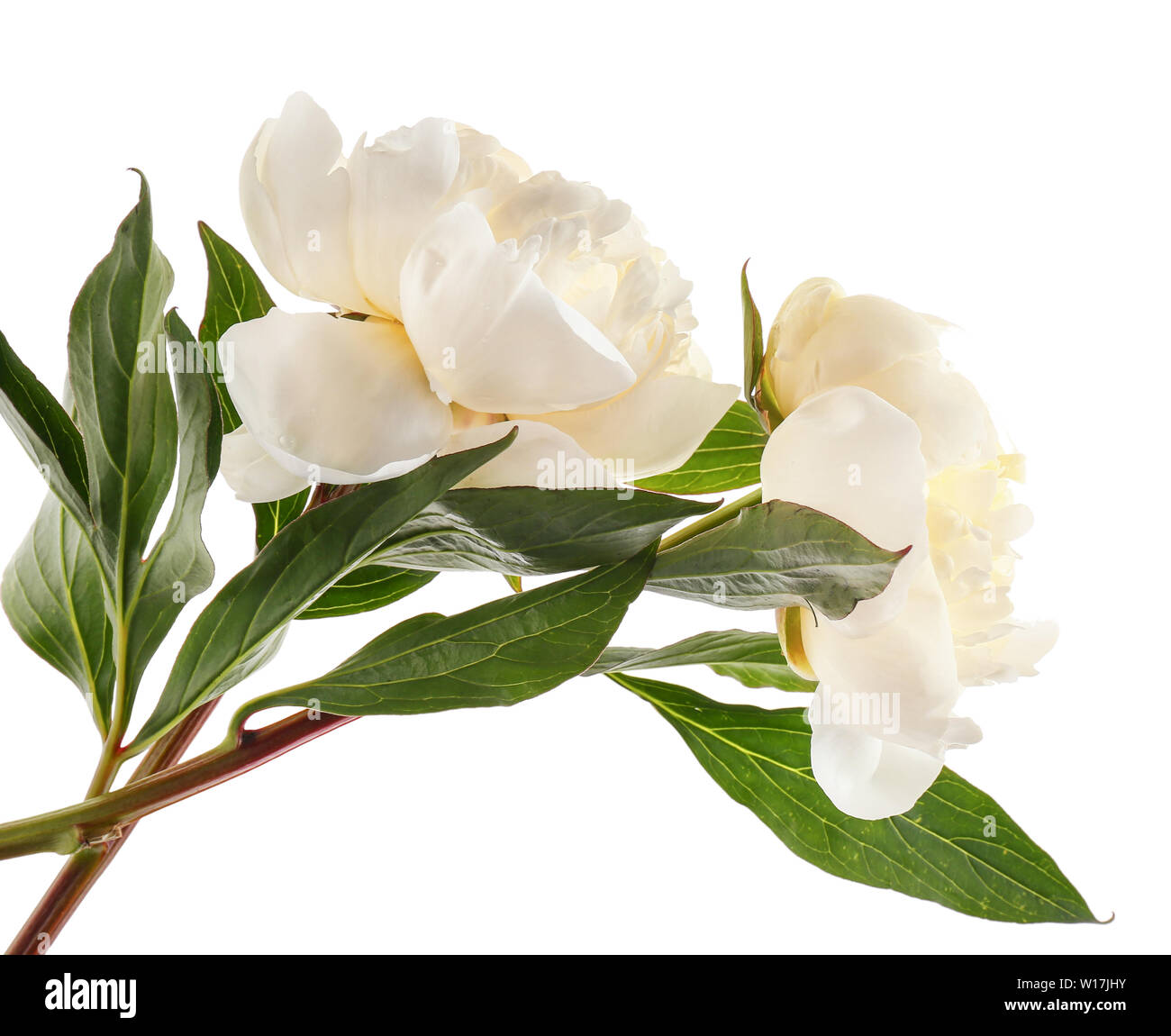 Beautiful peony flowers on white background Stock Photo - Alamy