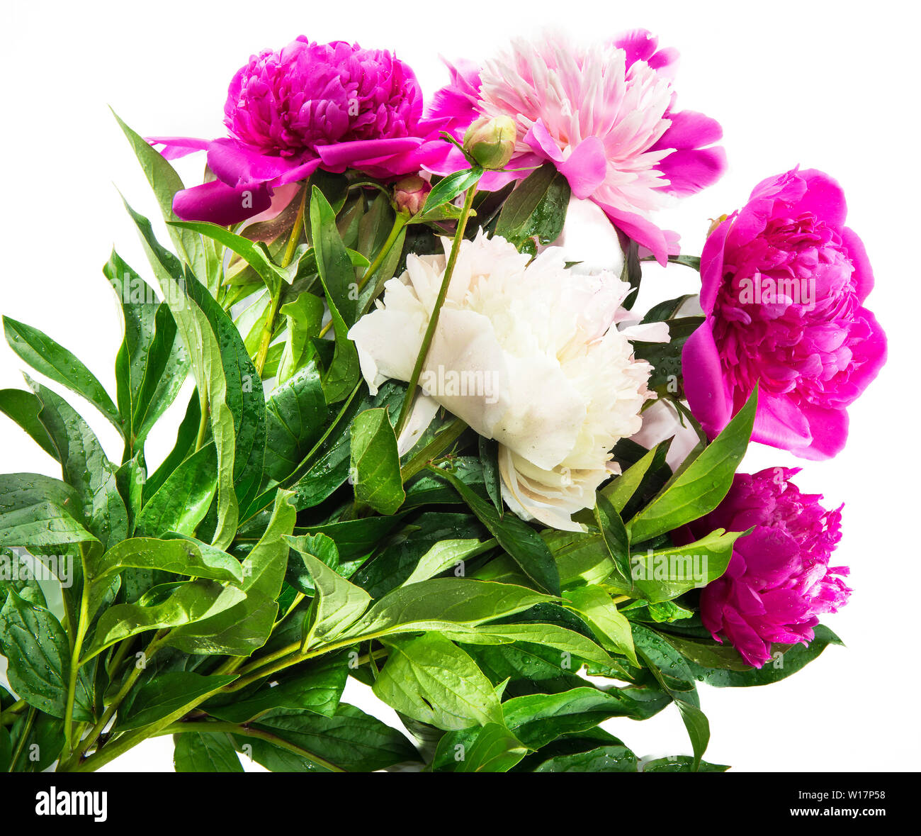 beautiful pink and white peony flower isolated white background with ...