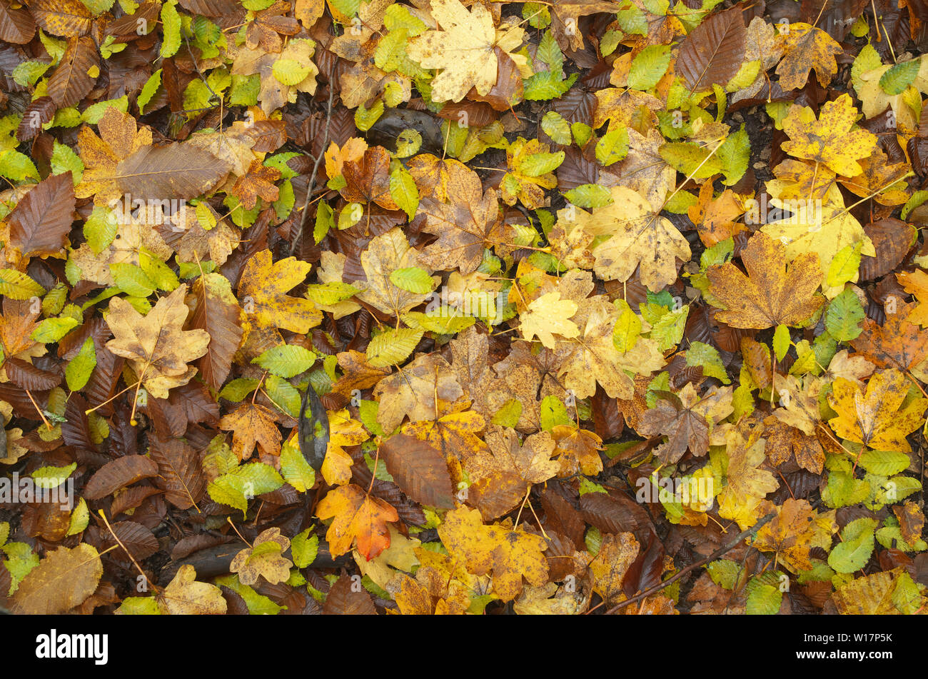 Autumn leaf texture. Nature composition Stock Photo