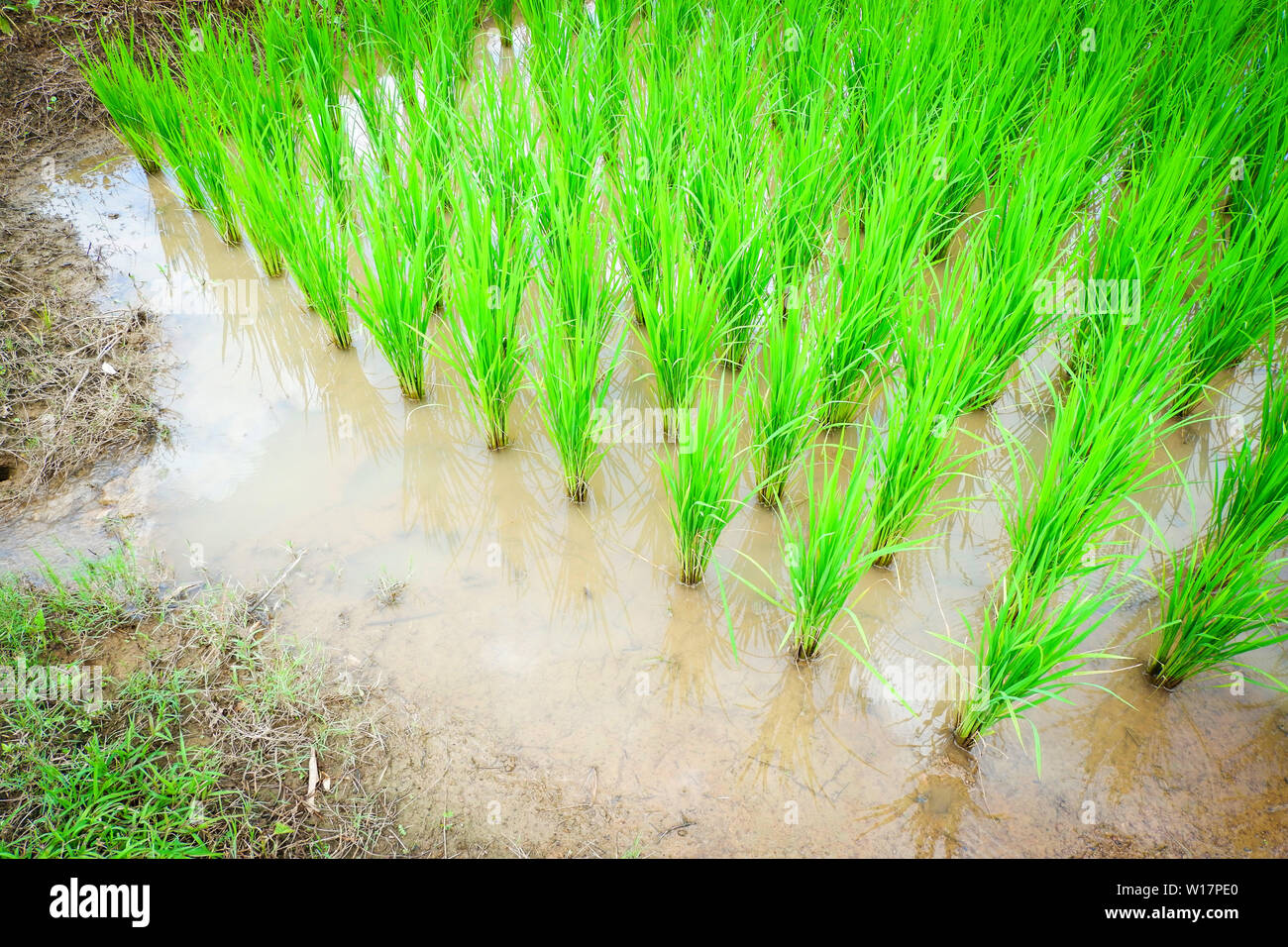 planting rice on rainy season Asian agriculture / The Farmer planting