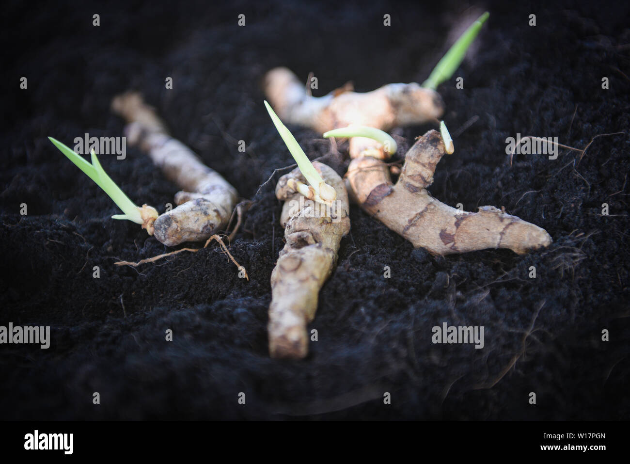 turmeric root plant on soil ground for planting in the herb garden