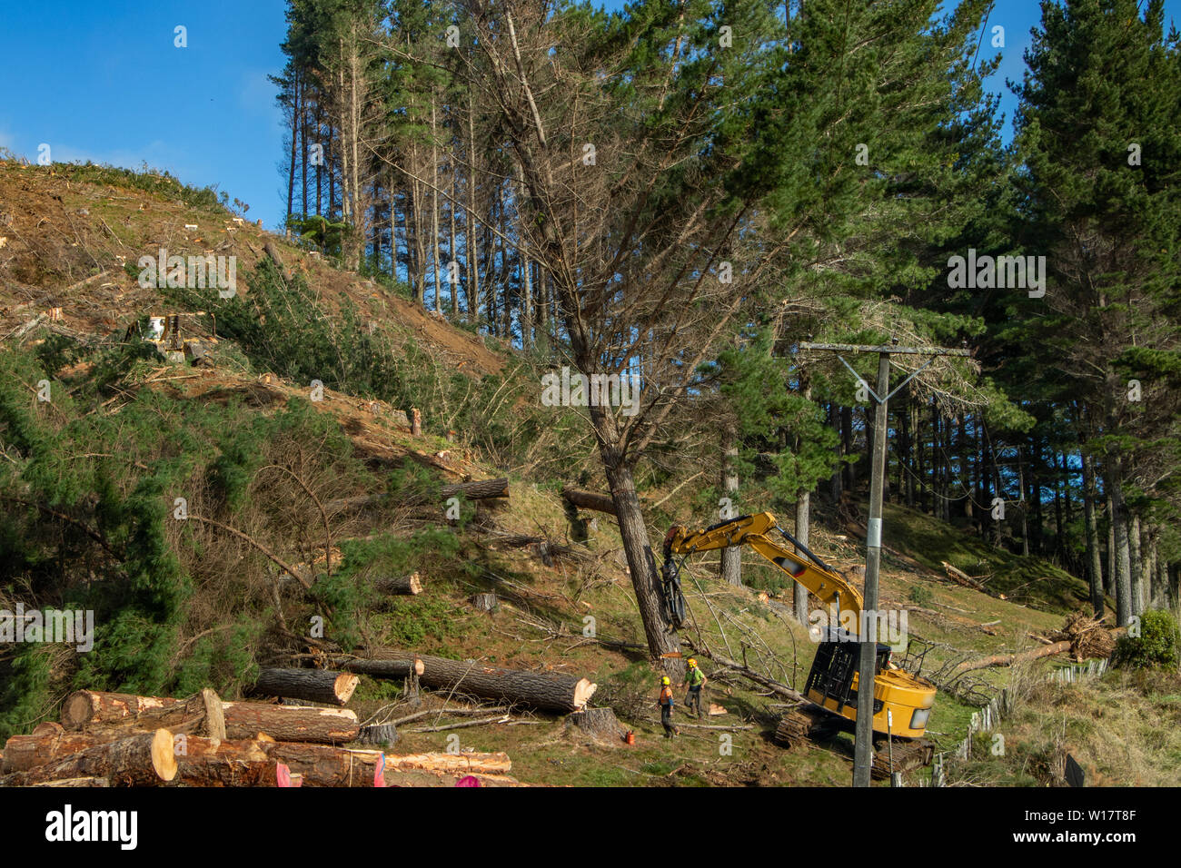 Felled pine tree falling Stock Photo