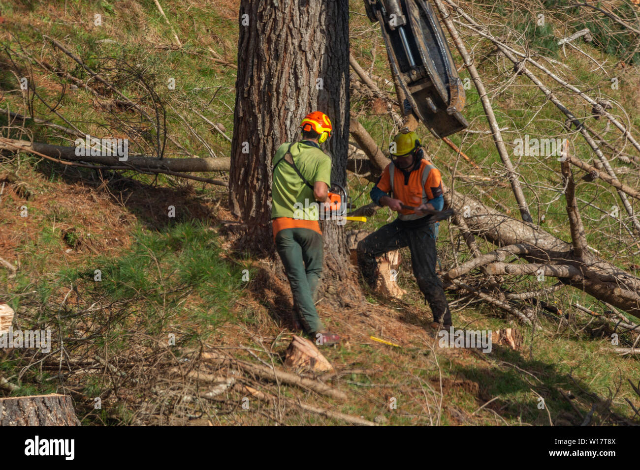 Two forestry workers felling pine tree Stock Photo