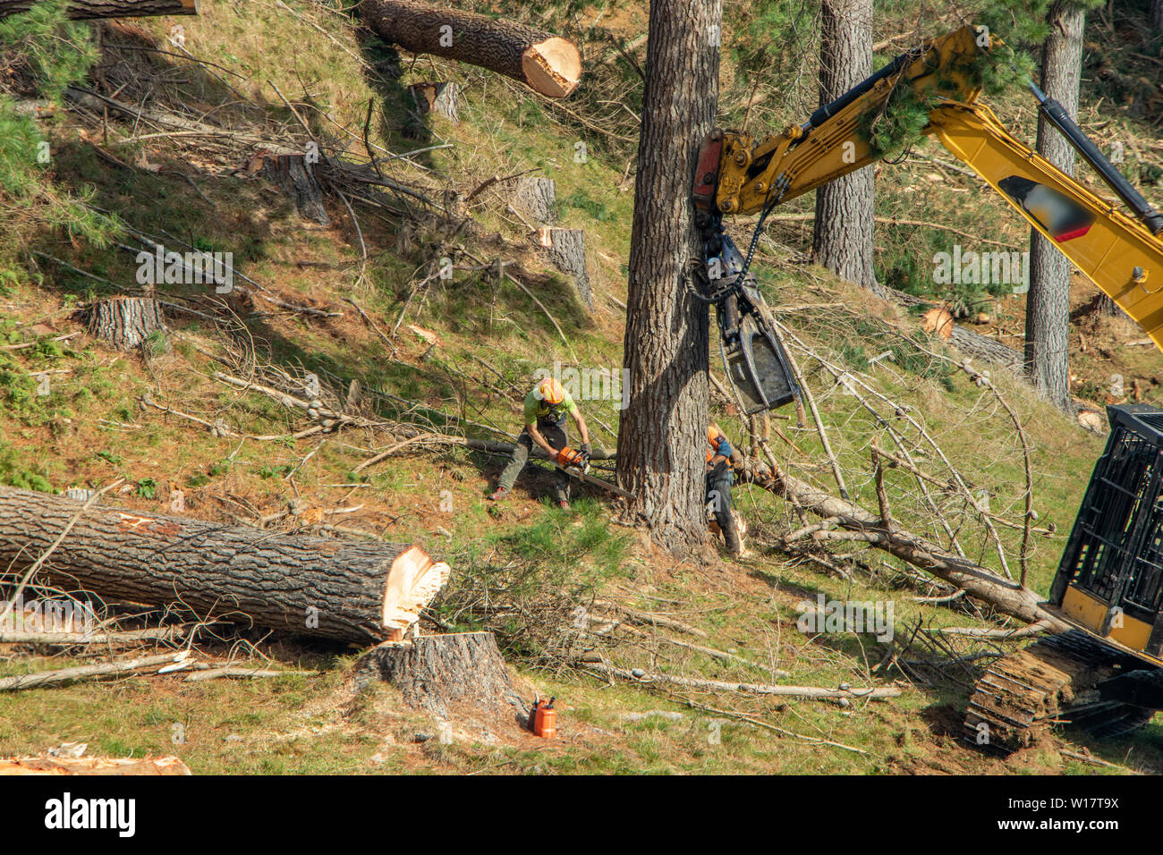 Two men working at base of pine tree Stock Photo