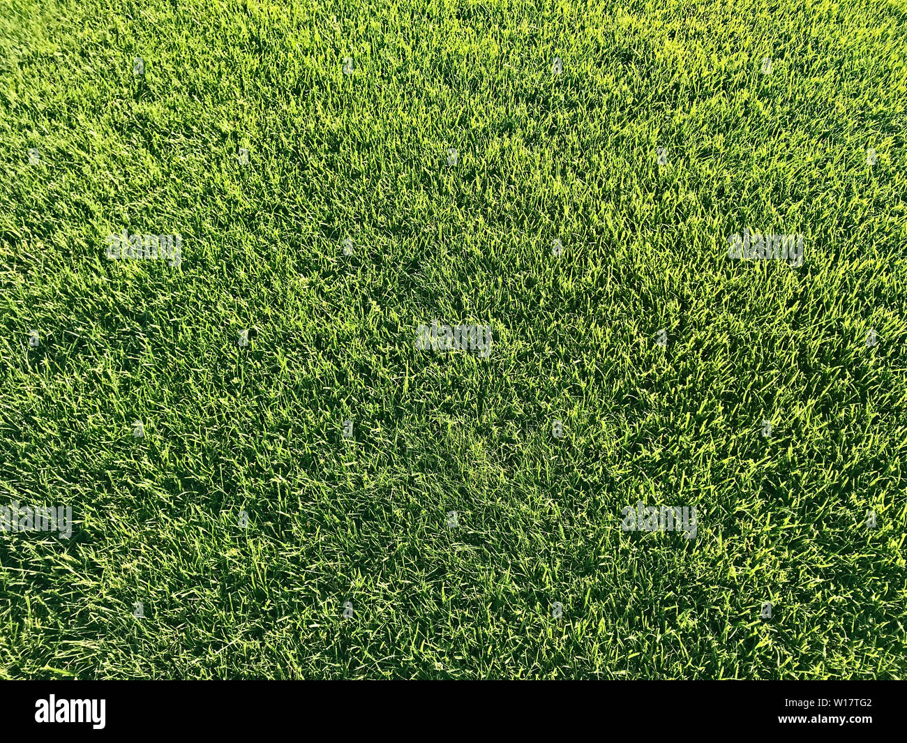 Green garden grass hi-res stock photography and images - Alamy