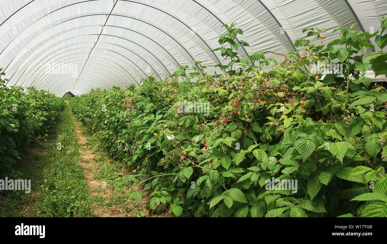raspberries plants growing in a greenhouse in tasmania Stock Photo Alamy