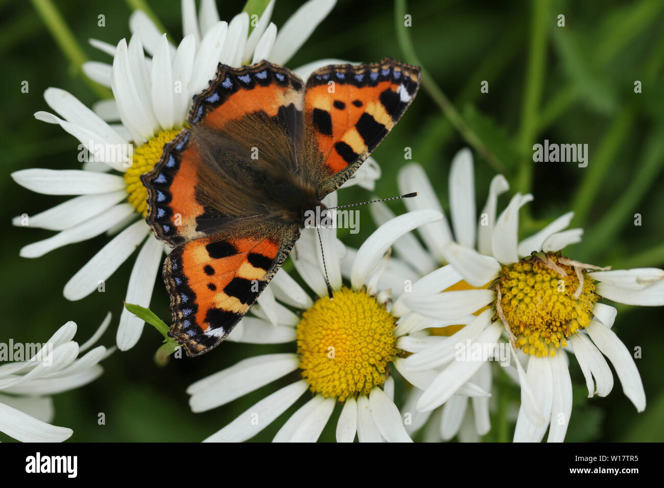 A pretty Small Tortoiseshell Butterfly, Aglais urticae, nectaring on a Dog Daisy flower. Stock Photo