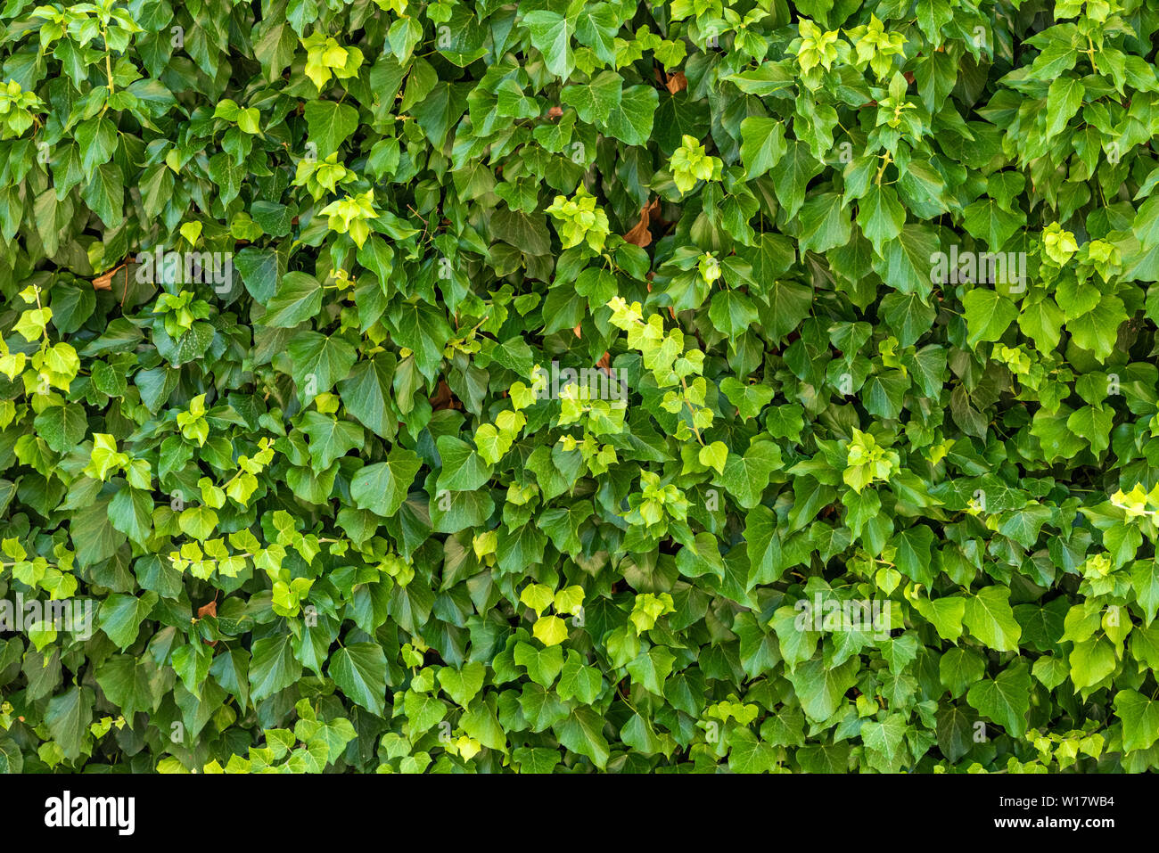 Natural green hedge leaf wall, texture ivy background Stock Photo