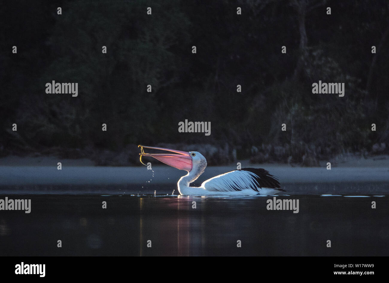 Pelican scenes. Australian pelicans in their natural habitat. Stock Photo