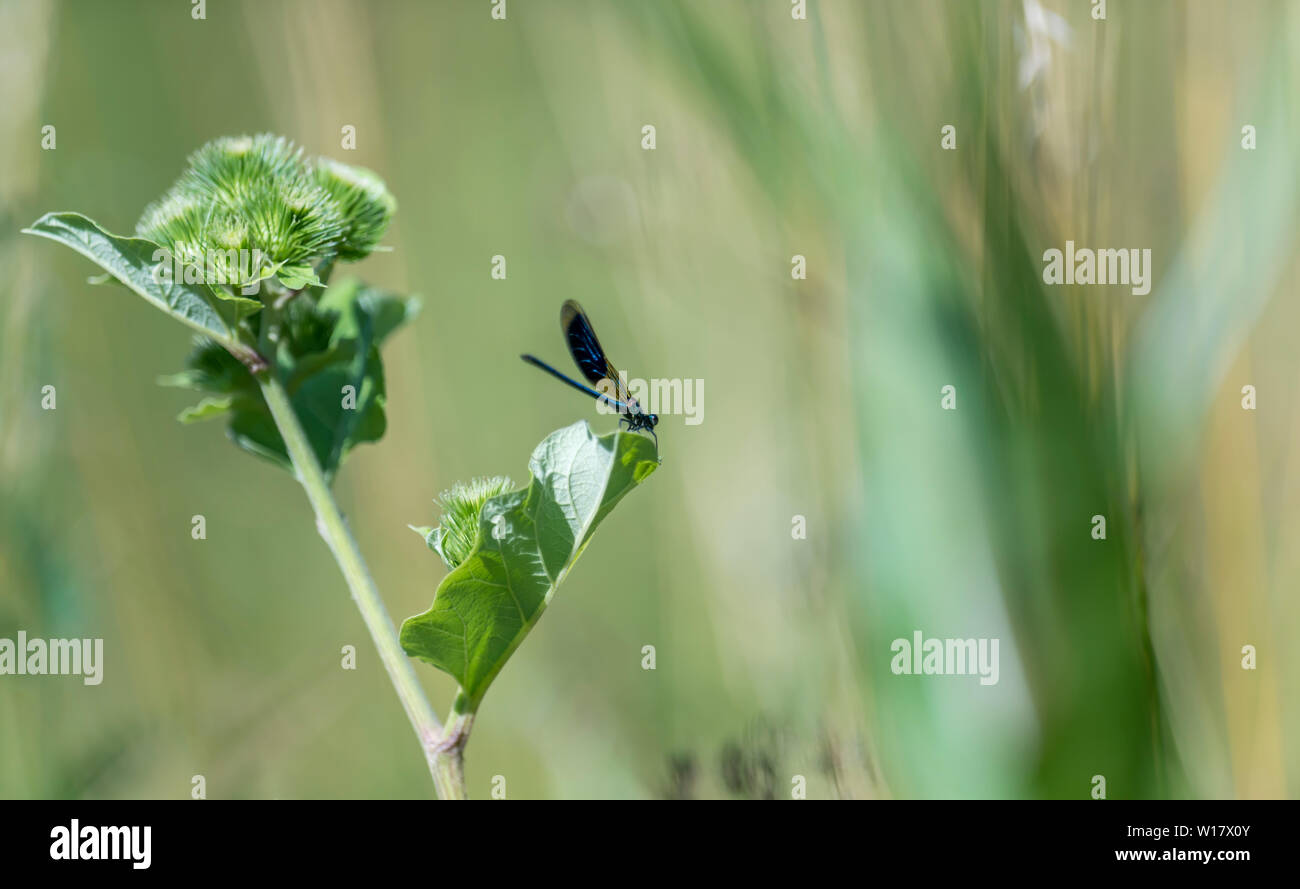 Blue dragonfly sits on a blade of grass in front of blurred background ...