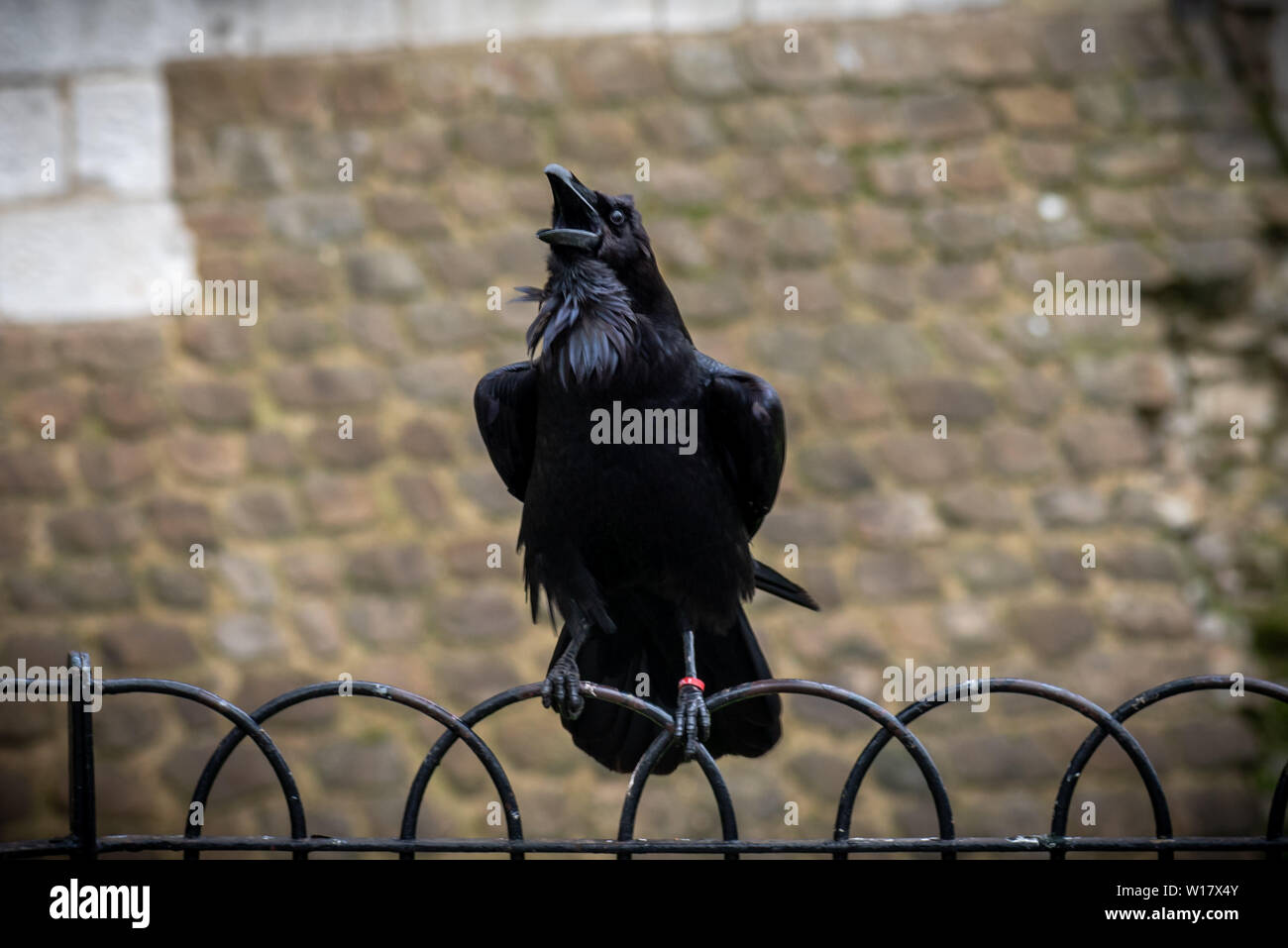 Black crow standing on a fence using its grapples while croaking with old bricks background Stock Photo