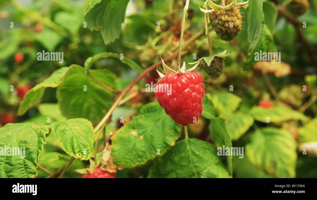 Berry Farm Australia High Resolution Stock Photography and Images - Alamy
