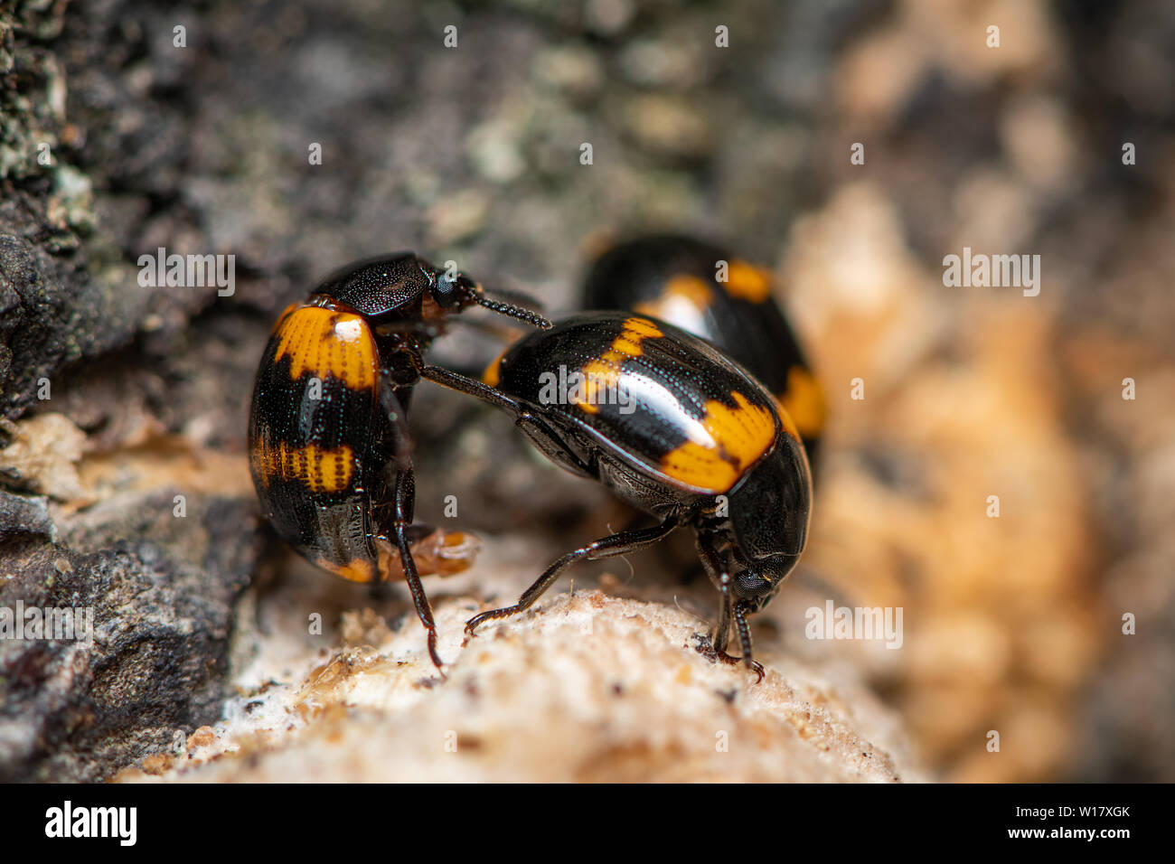 Mealworm beetles hires stock photography and images Alamy